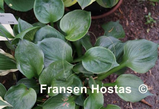 Hosta Monster Ears